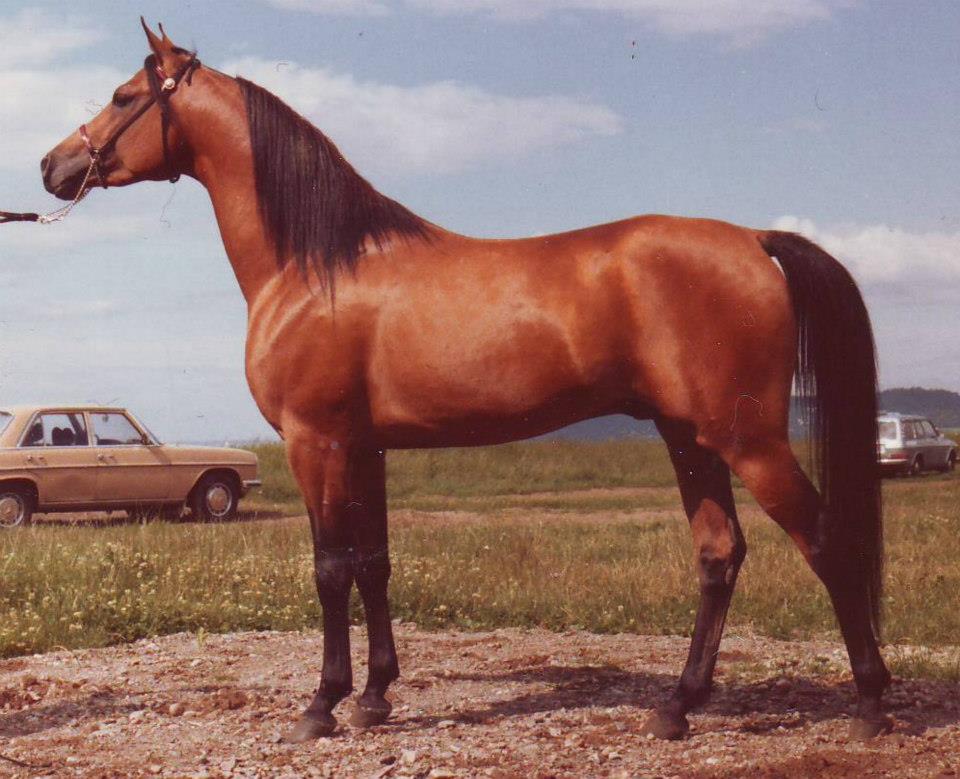 Aladdinn (Aladdin in the Swedish Registry) by Nureddin out of Lalage/Gerwazy. Photo taken when he was named Swedish National Champion Stallion in 1978, shown by his breeder Erik Erlandsson. Aladdinn spent his last years in the care of the Taylor family. 
