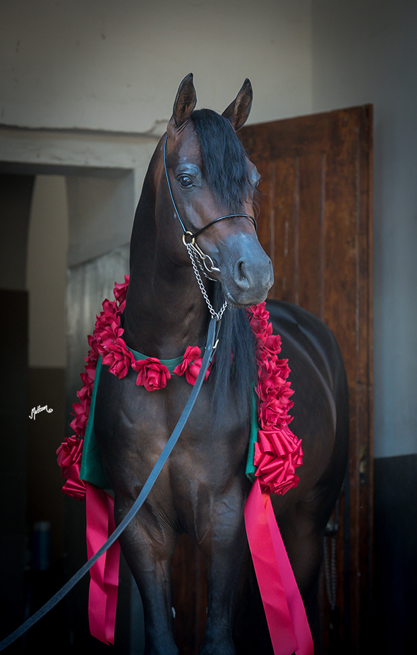 Cefir (Eryks x Celina/Metropolis NA) 2015 Polish National Gold Champion Stallion 
