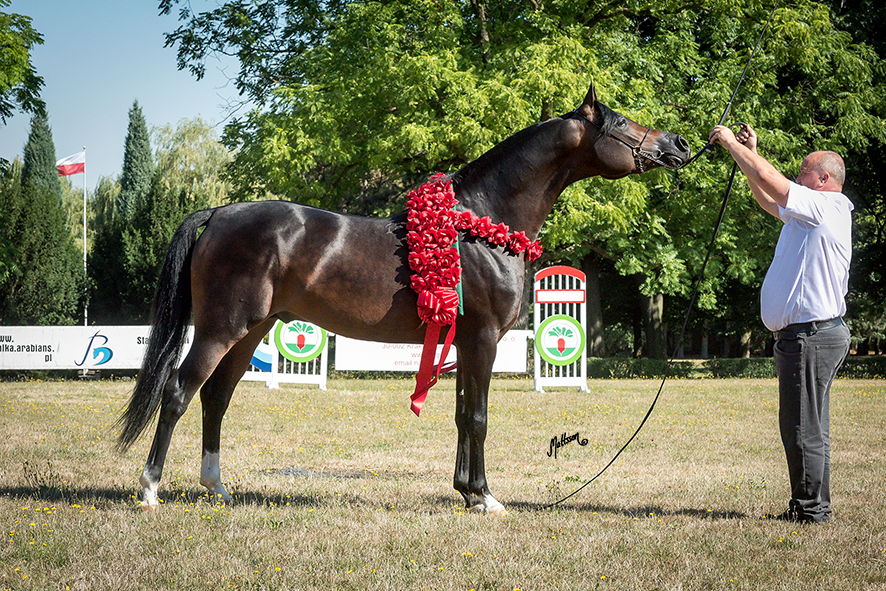 Cefir (Eryks x Celina) 2015 Polish National Gold Champion Stallion 