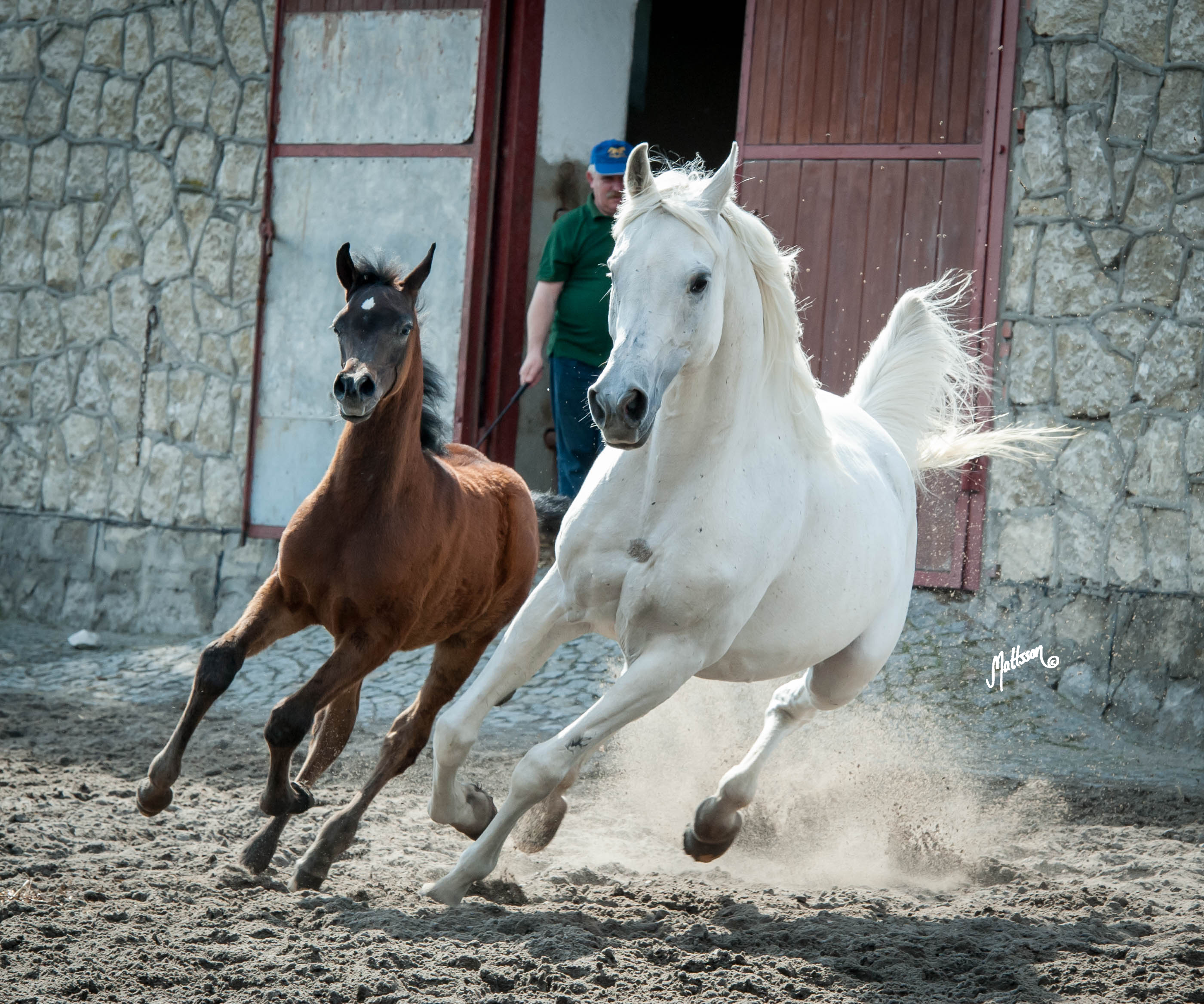 Galilea (Laheeb x Georgia) at Michalow in April 2015 with colt by Vitorio TO