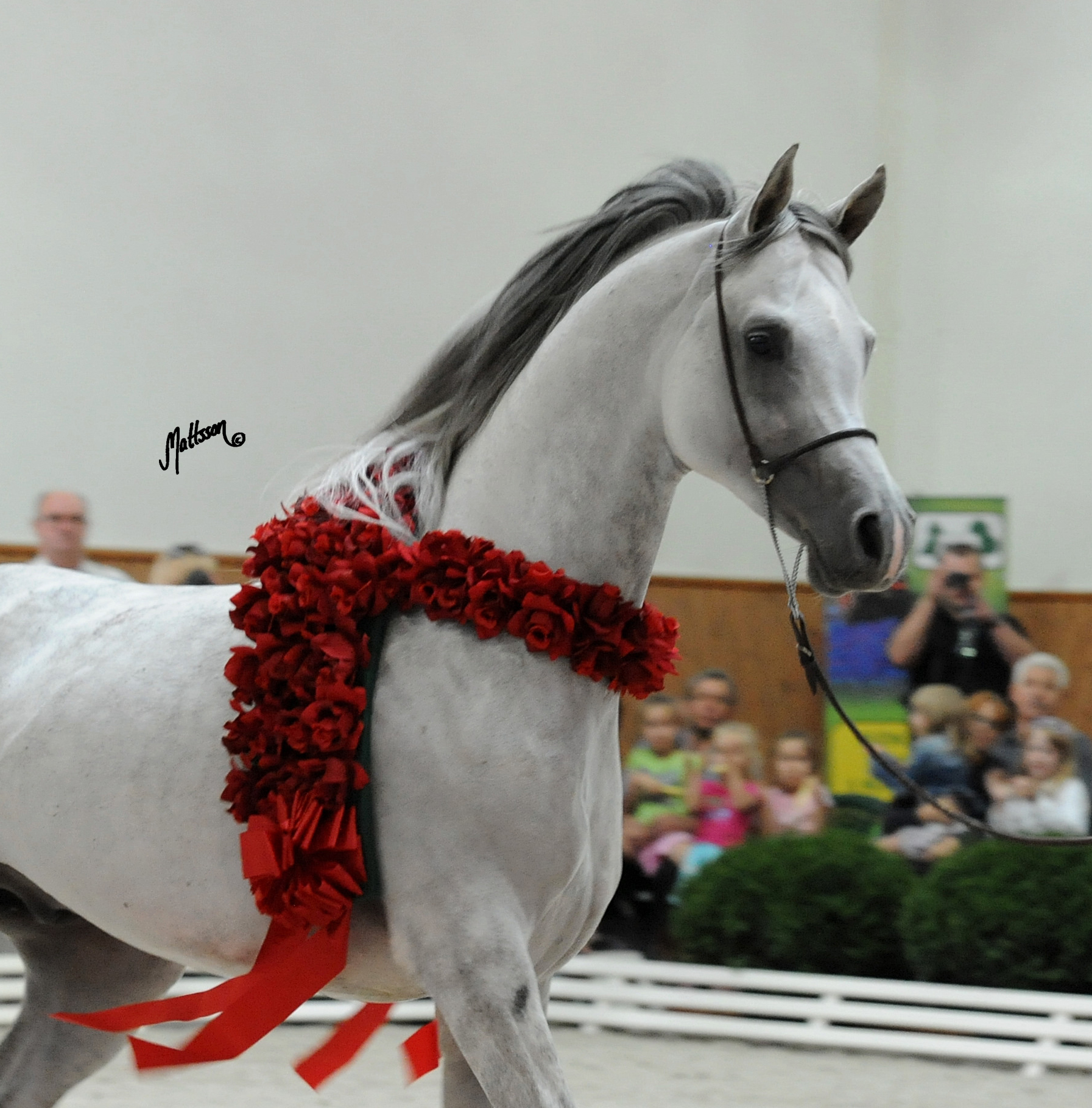 Kabsztad at the Michalow Breeding Parade in August 2011