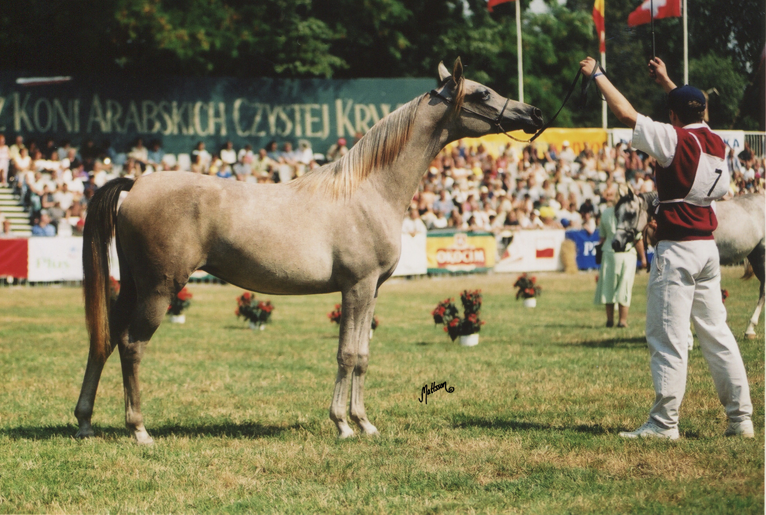 Palmeta as a yearling at the 2002 Polish National Show
